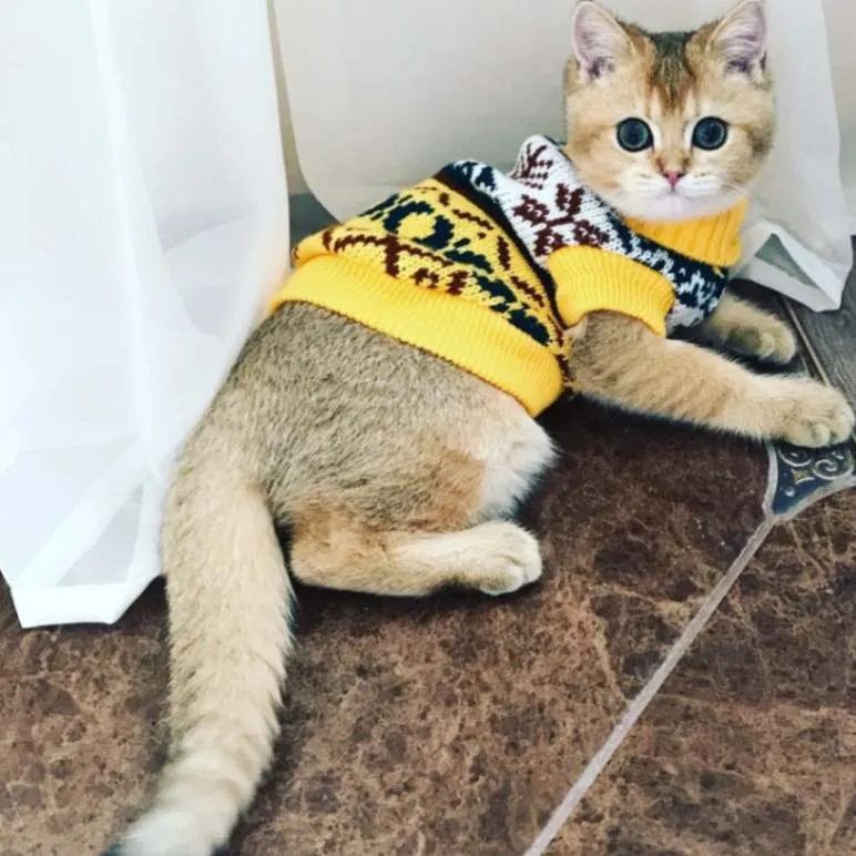 Petalk Snowflake Sphinx Sweaters - Cozy & Stylish Sweaters for Cats!